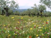Primavera. Abada, Cceres